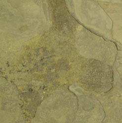 gold blush slate collectible coasters