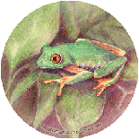 tree frog sandstone coasters